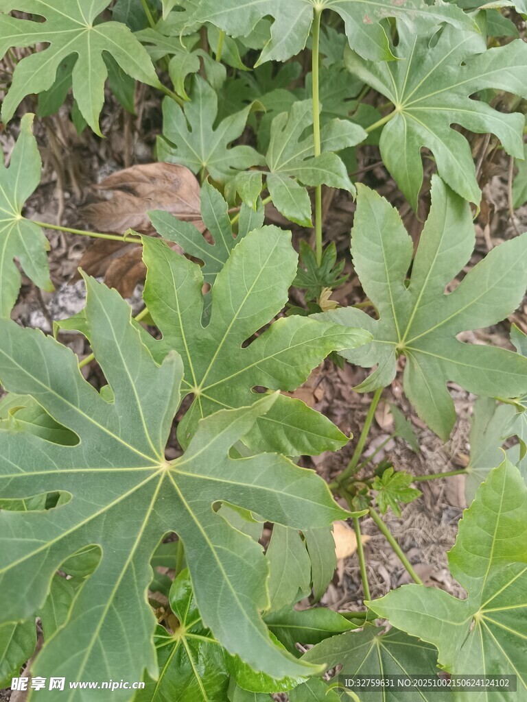 八角金盘绿植特写