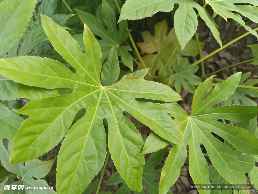 翠绿八角金盘叶片特写