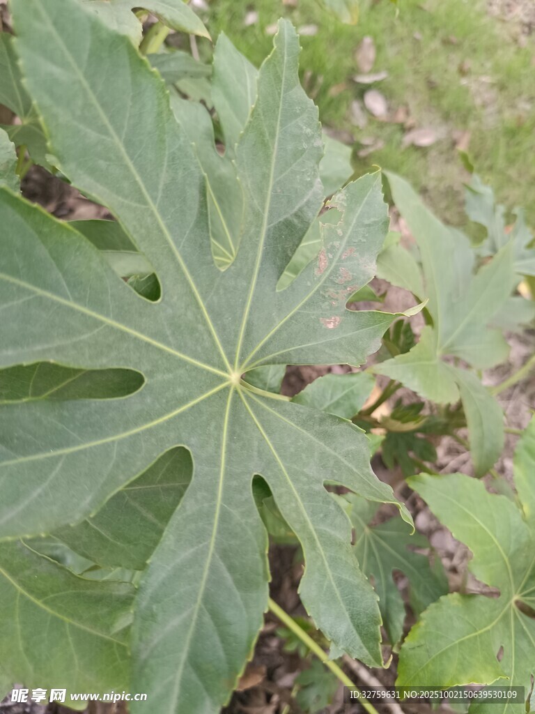 大叶片的绿色植物特写
