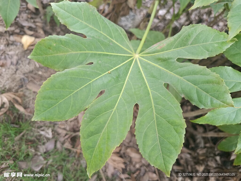 大叶片的绿色植物