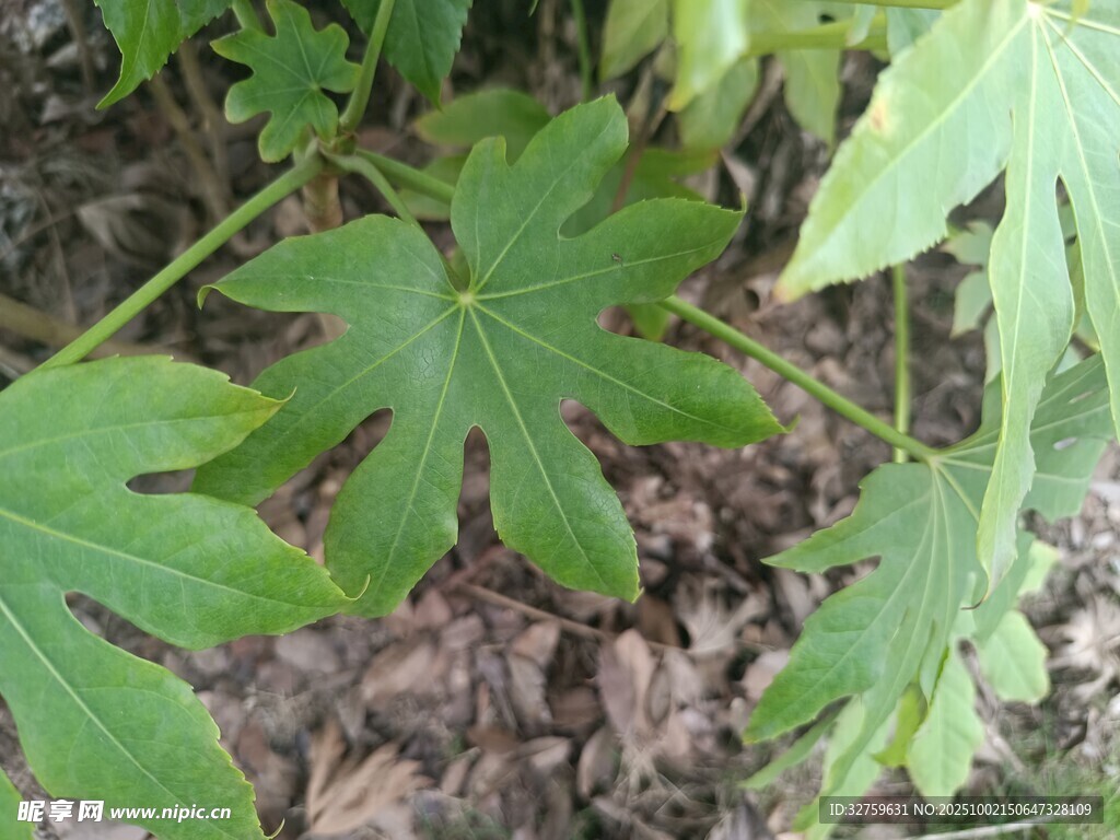 野外生长的掌状叶片植物