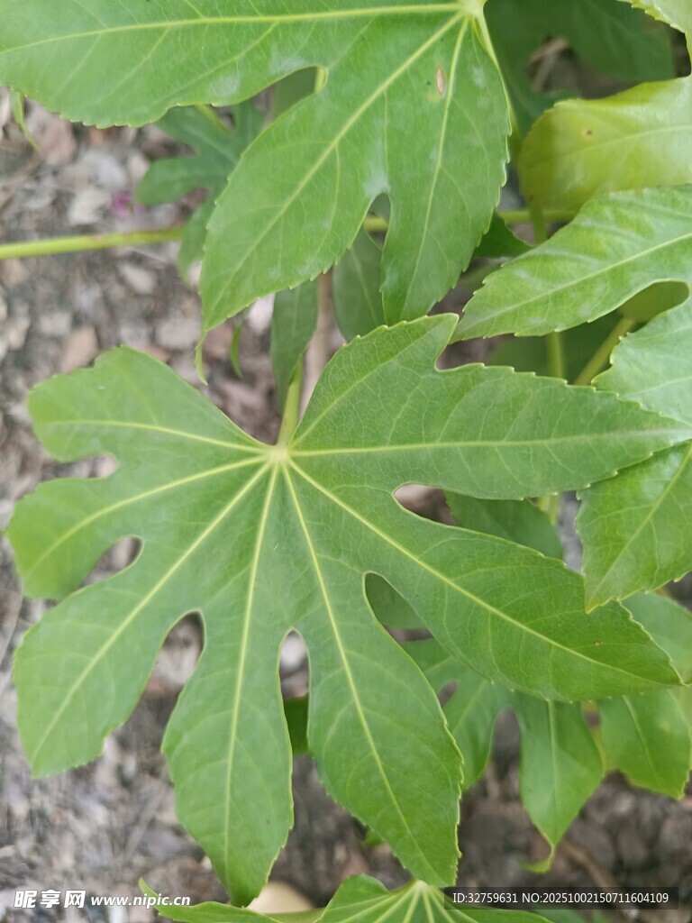 掌状绿叶植物特写