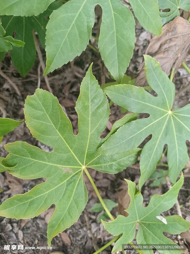 掌状绿叶植物特写