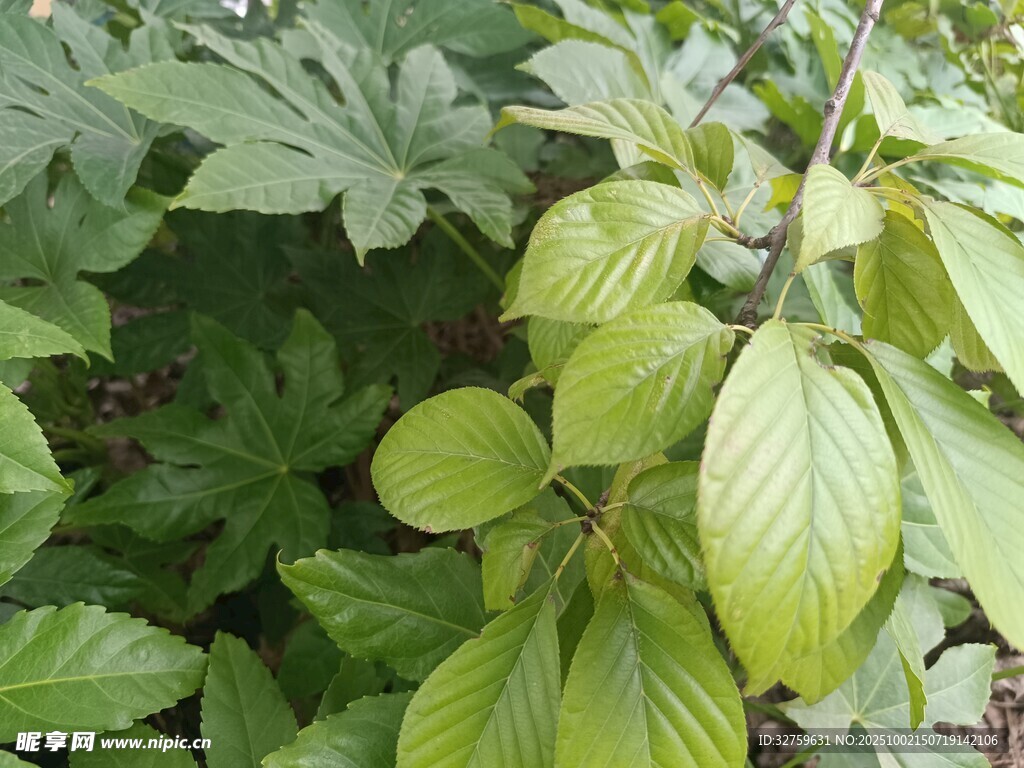 翠绿叶片植物特写
