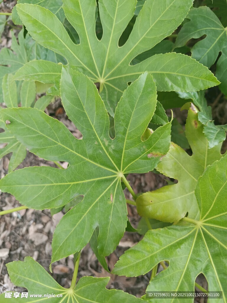 翠绿蓖麻叶特写