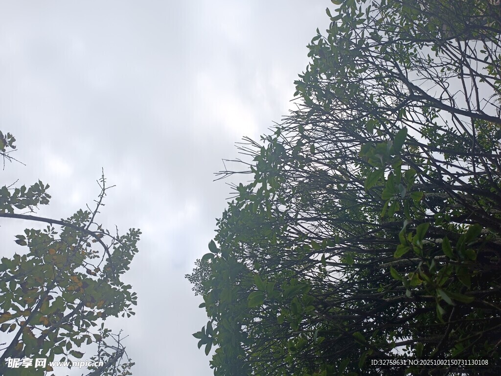 仰视茂密树林与天空