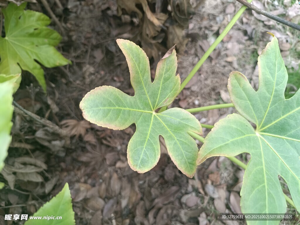 嫩绿叶片的清新植物