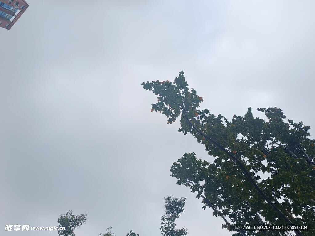 仰视天空中的绿树