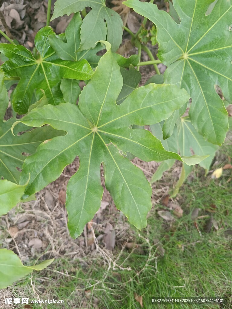 绿叶繁茂的植物