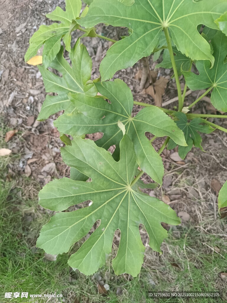 绿叶繁茂的植物