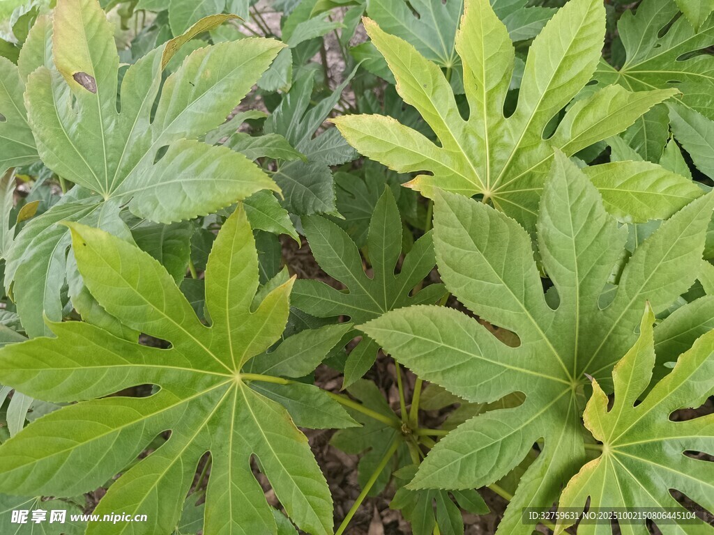 绿叶植物特写
