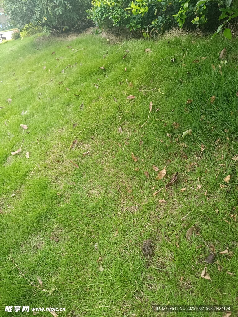 翠绿草地 