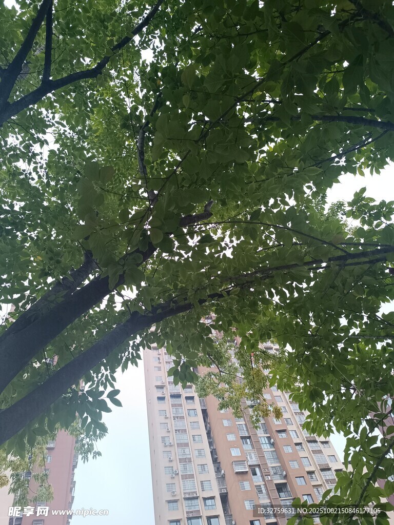 绿树掩映下的高楼景观