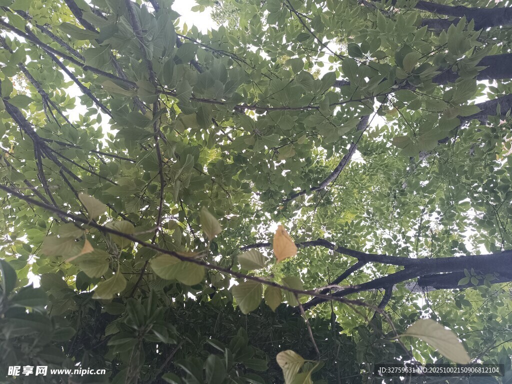 繁茂枝叶下的自然景致