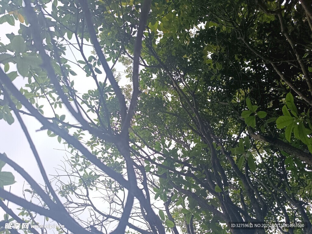 仰视繁茂树枝与斑驳光影
