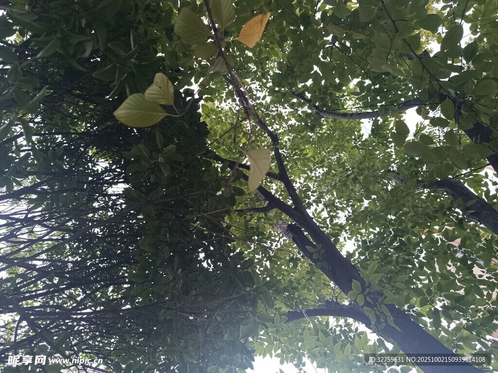 仰视茂密树林枝叶缝隙