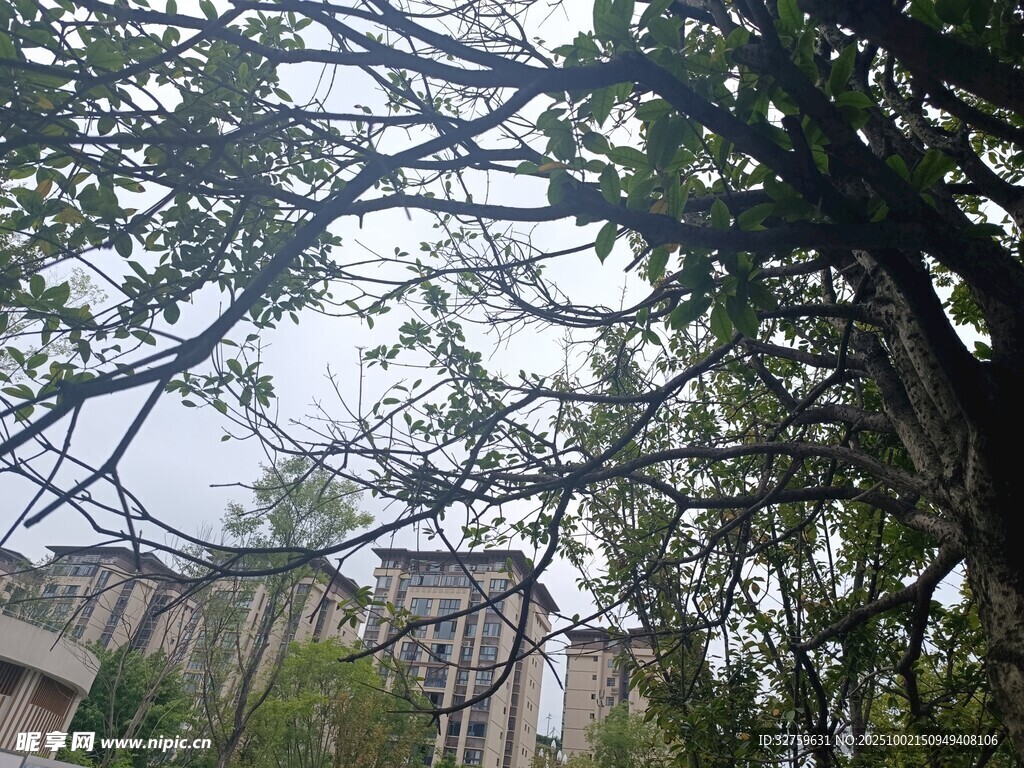 透过枝叶看远处建筑