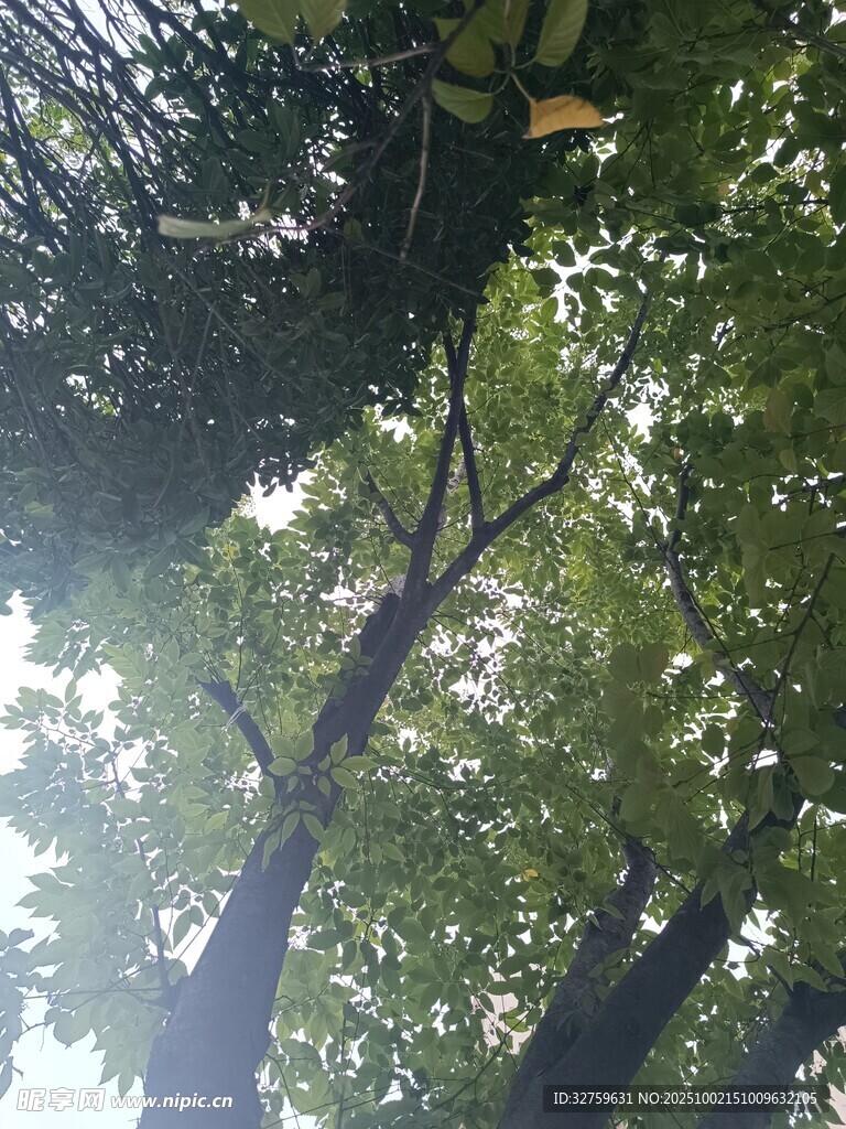 仰视茂密树林绿意盎然