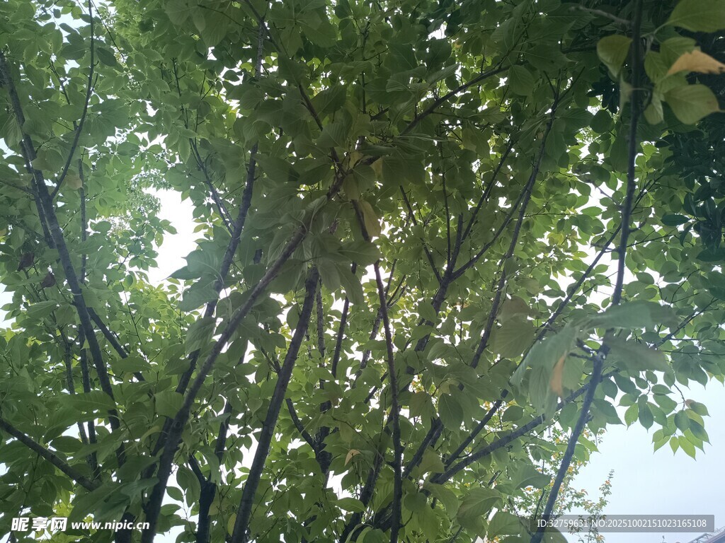 茂密树林中的斑驳光影