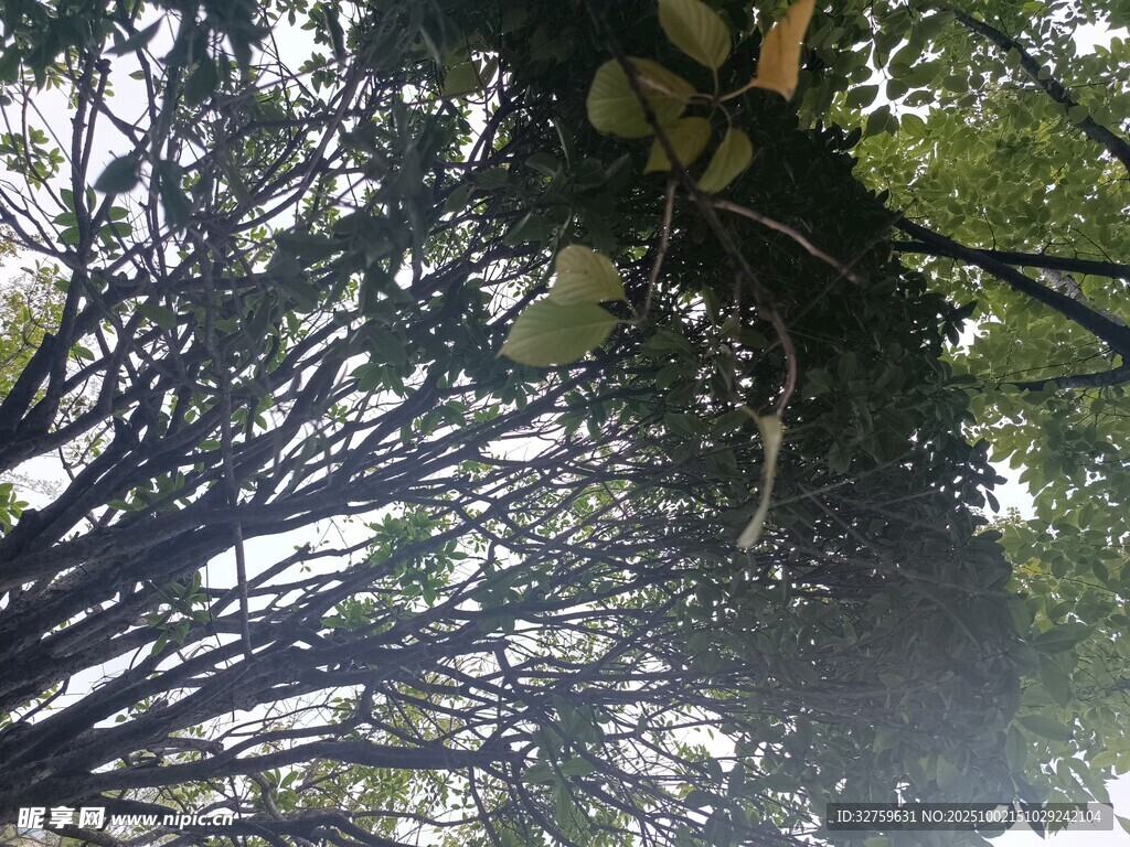 仰视繁茂树枝与绿叶