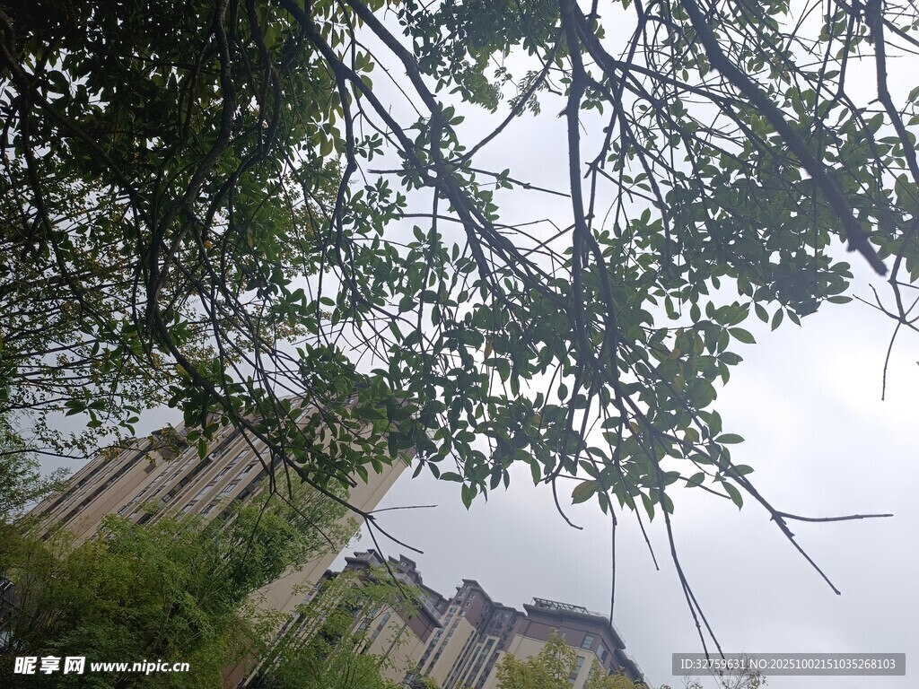 透过枝叶望远处建筑