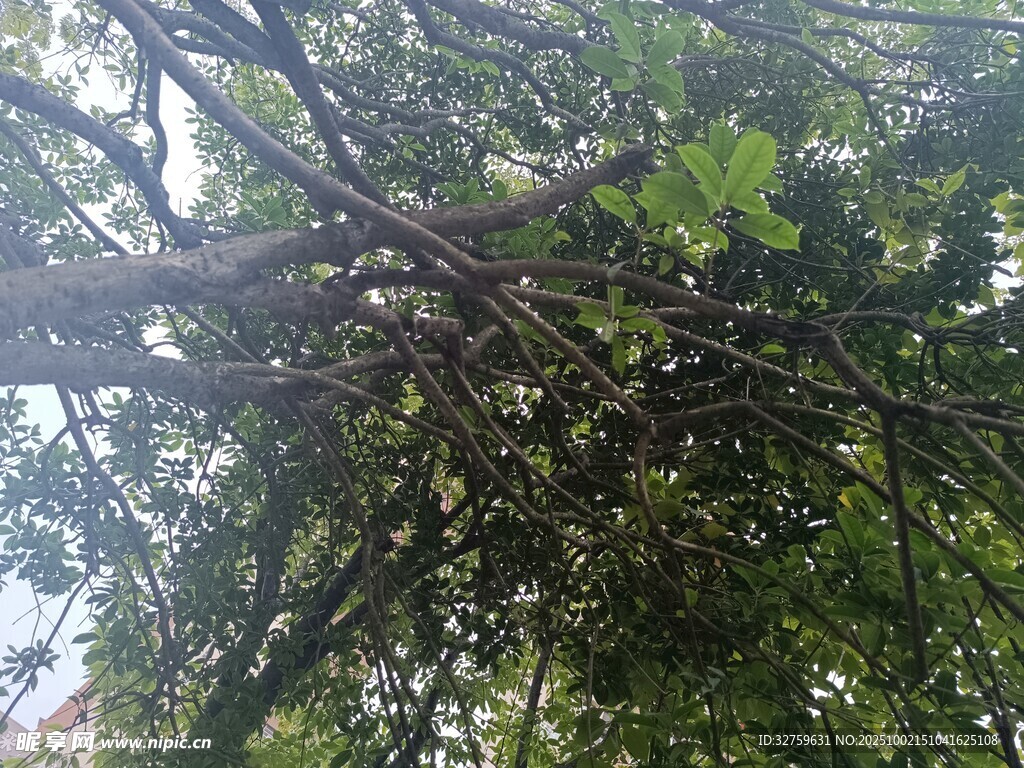 繁茂树枝下的绿意景象