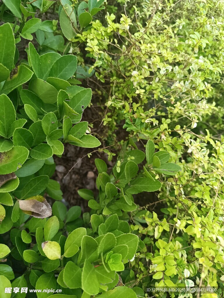绿叶植物特写