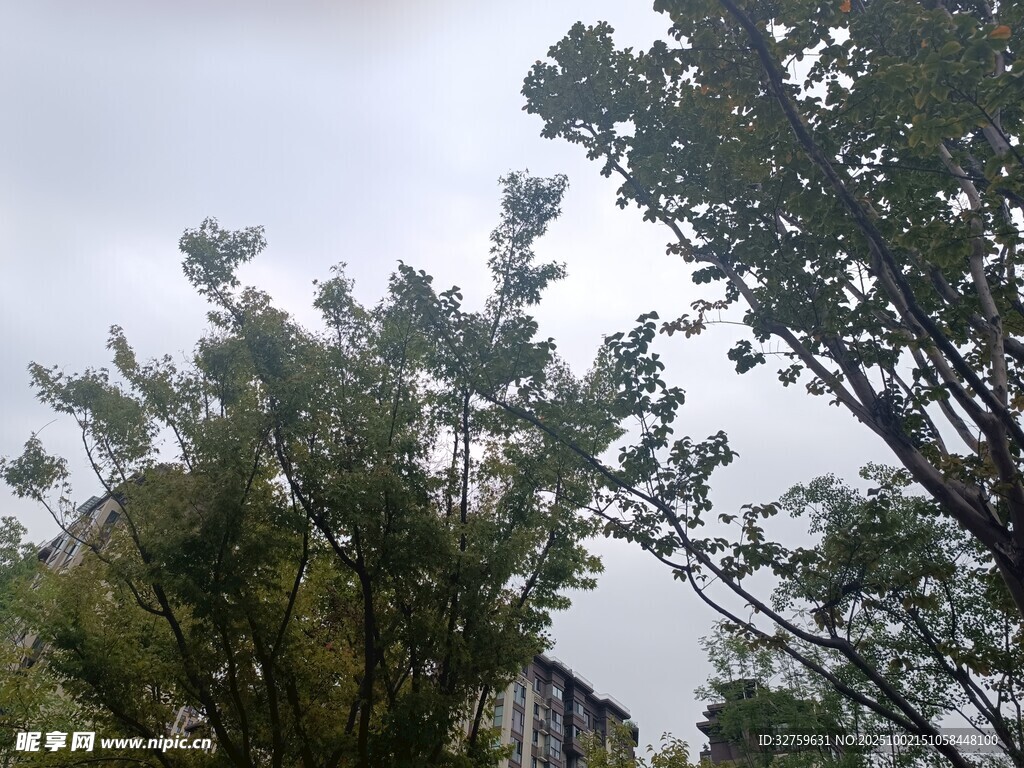 户外绿树景观