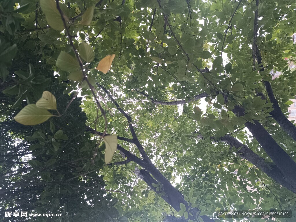 仰视繁茂树林绿意盎然