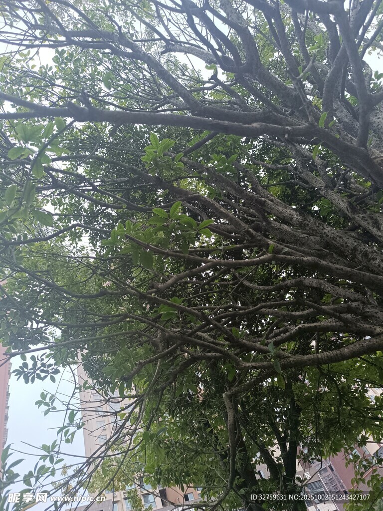 繁茂树枝与绿叶景观