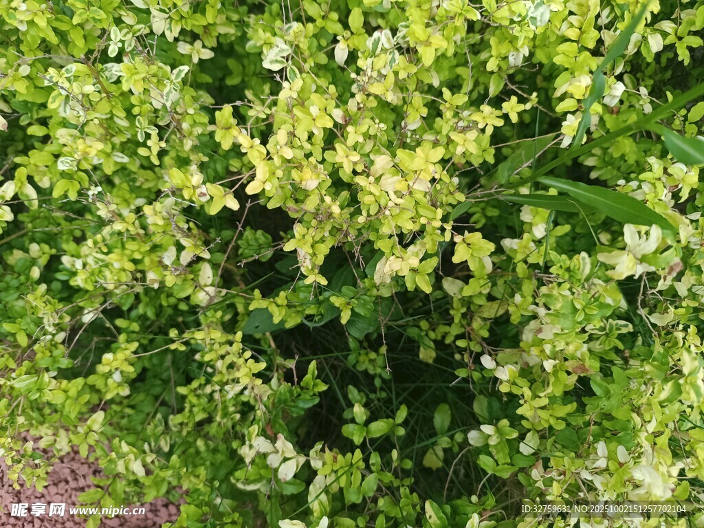 绿叶繁花植物景观