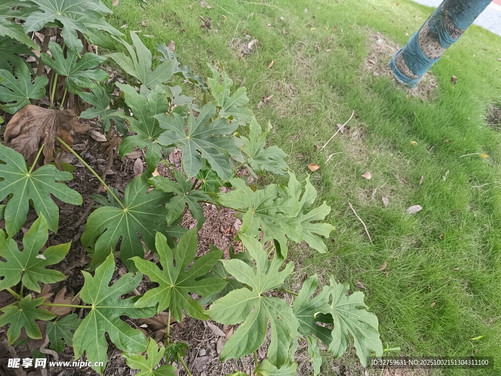 绿叶植物特写
