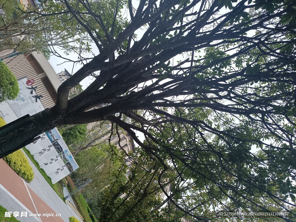 仰视光秃树枝与周边景致