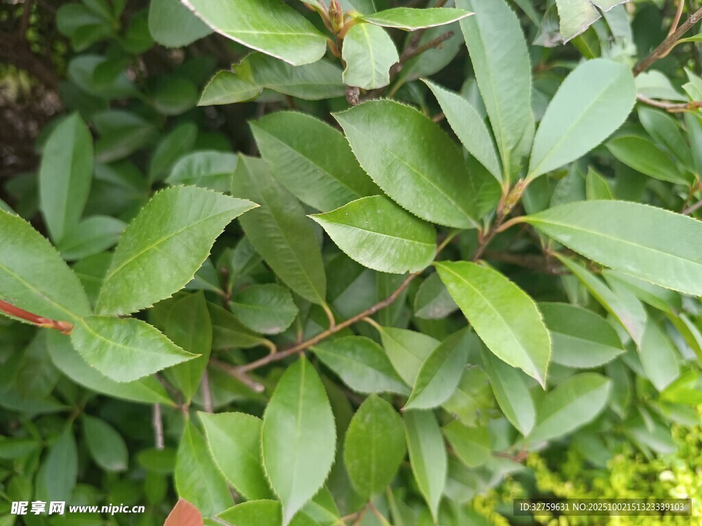 翠绿叶片的植物特写