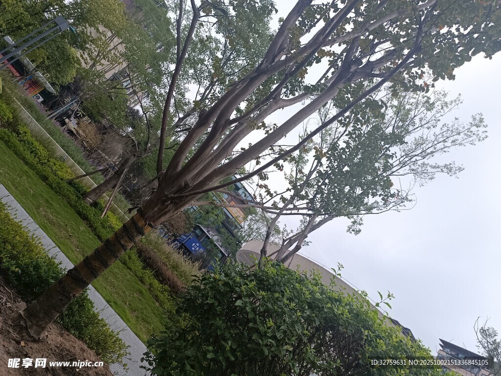 公园中的树木与绿植景观