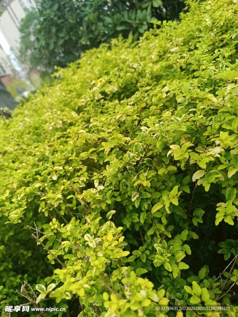 翠绿繁茂的灌木丛