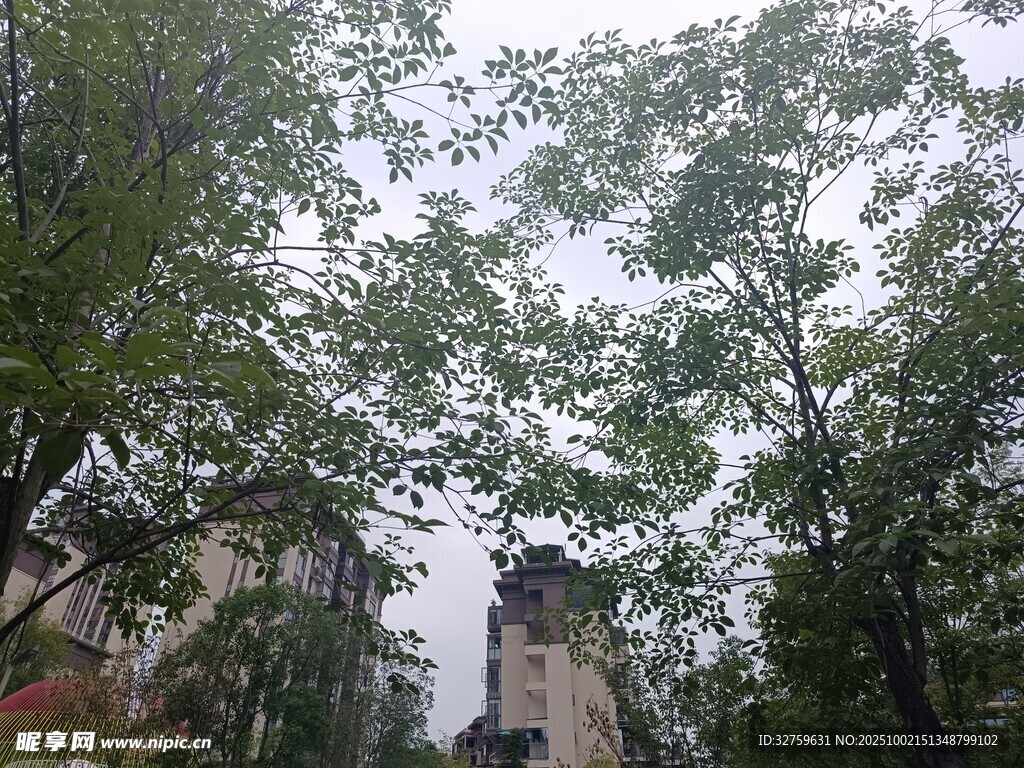 林间仰视古建筑
