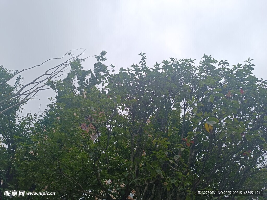雨中繁茂绿树