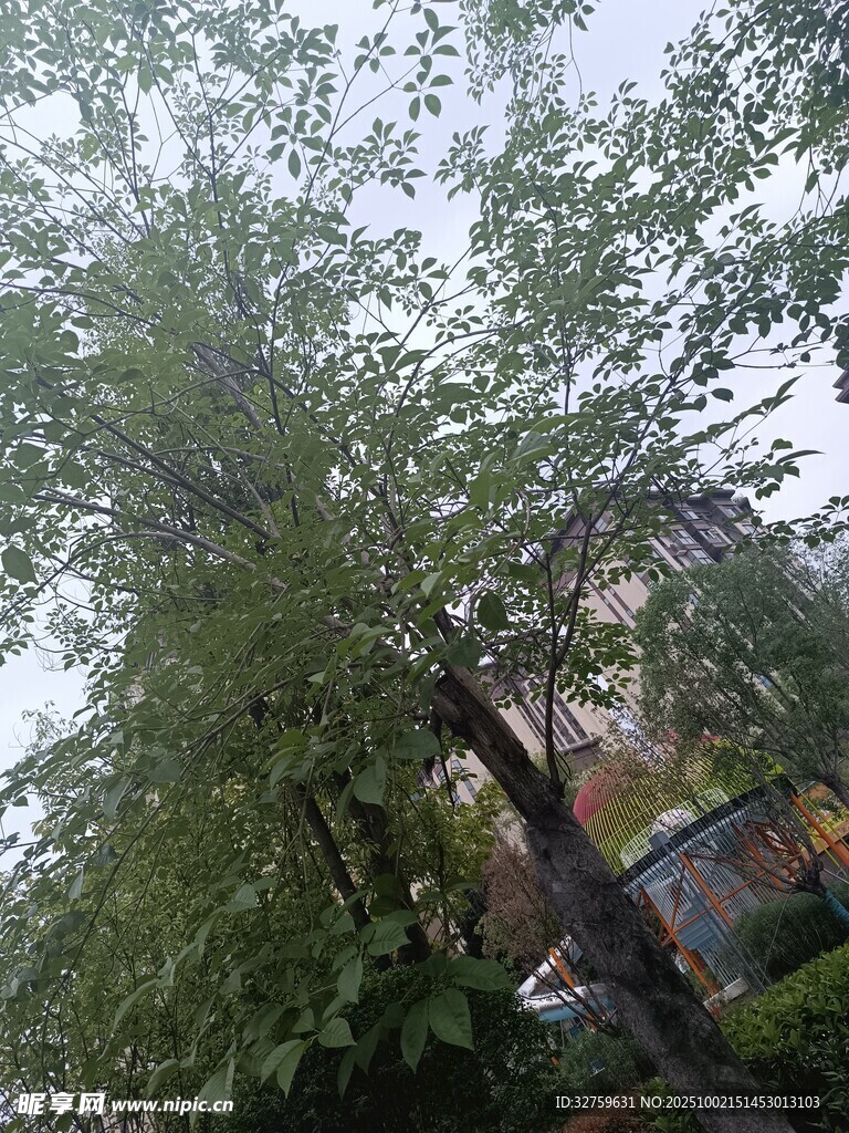 绿树成荫的户外景致