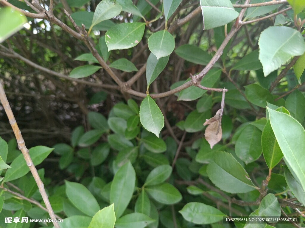 绿叶繁茂的植物景象