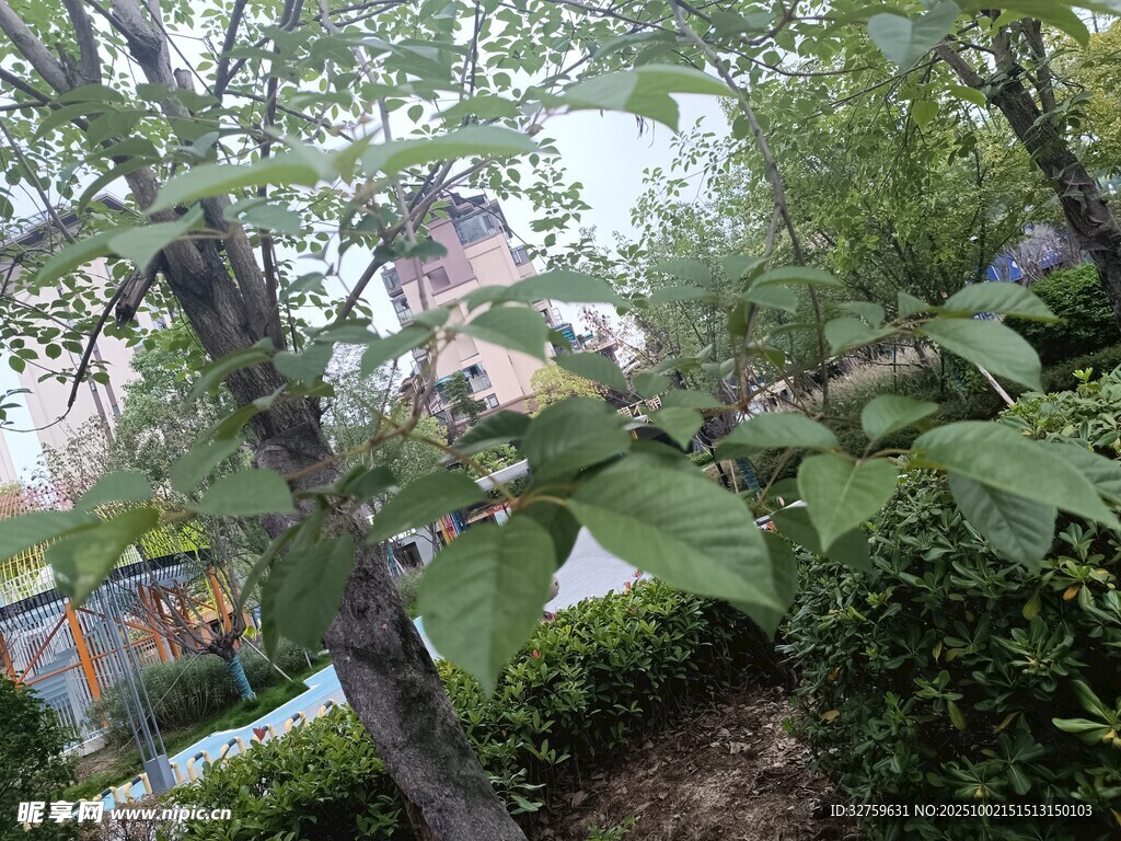 绿叶间的树木与远处景象