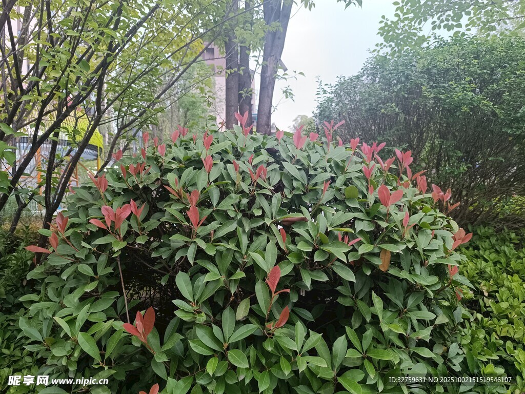 绿叶红边的茂盛灌木植物
