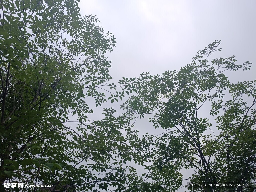 茂密树林中的天空景象