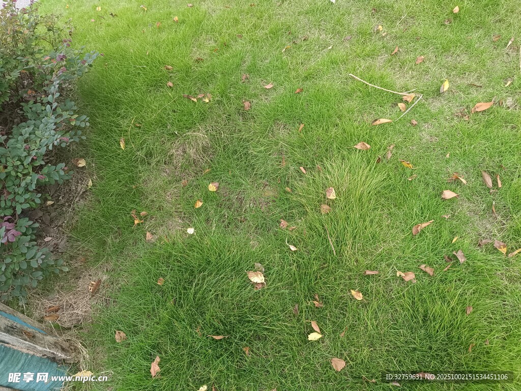 秋日草地