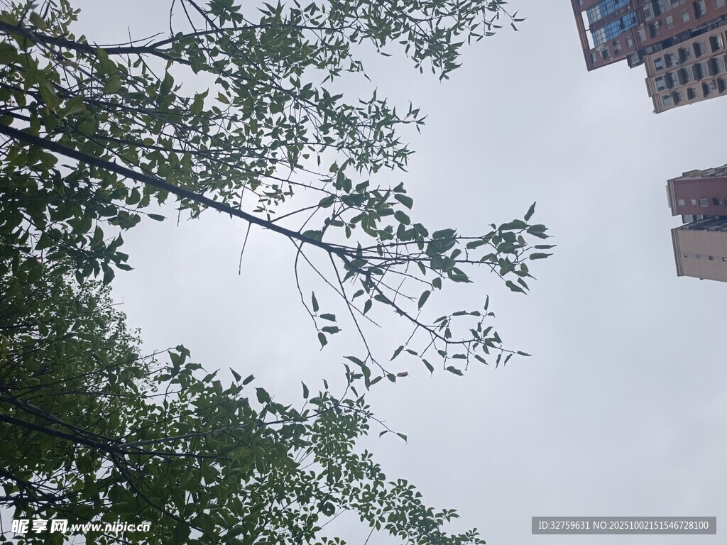 仰视绿树与高楼天空景象