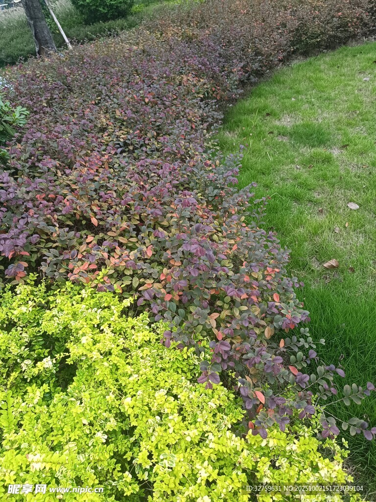 多彩植物景观
