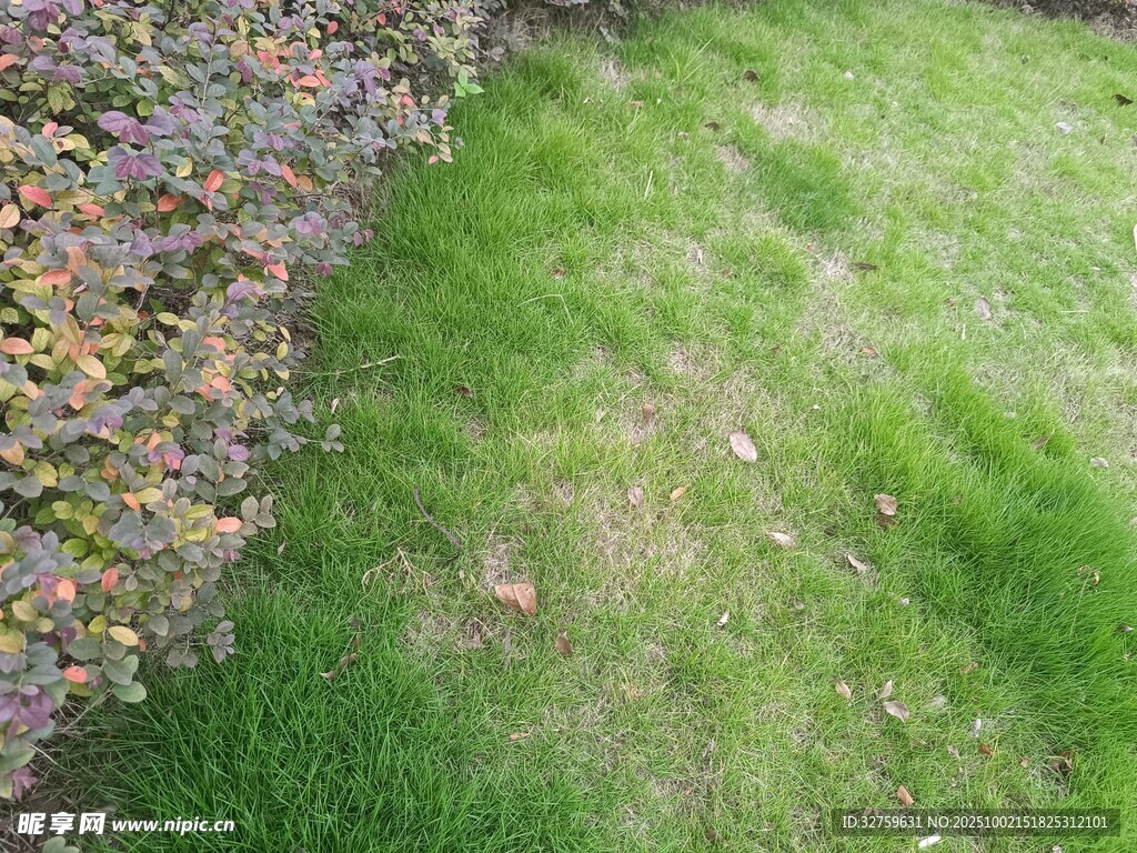 翠绿草地与多彩植物景观