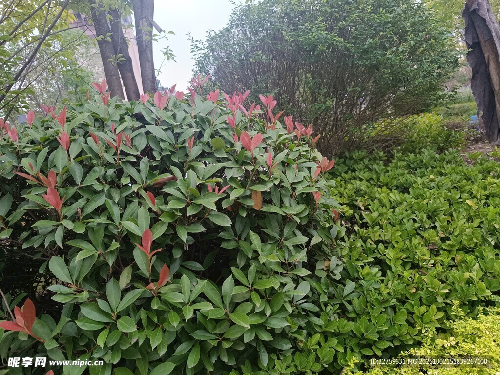 绿叶红花的繁茂园林景观