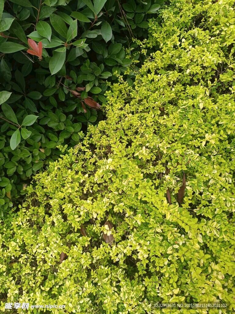 翠绿繁茂的植物景观