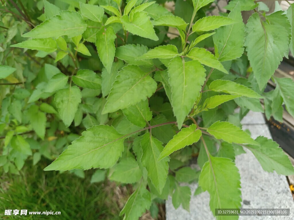 绿叶植物特写